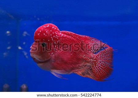 Flowerhorn Crossbreed Fish