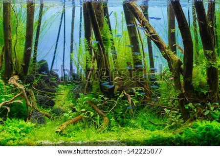 The trees, the water in the Aquarium.