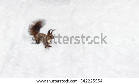 One red squirrel on the white snow in winter season