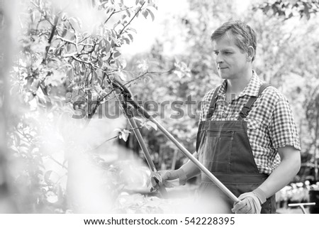 Gardener trimming tree branches at plant nursery