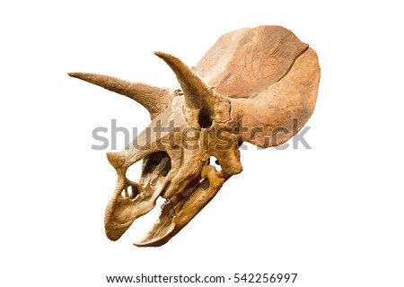Dinosaur skeleton. Triceratops Fossil skull over white isolated background Royalty-Free Stock Photo #542256997