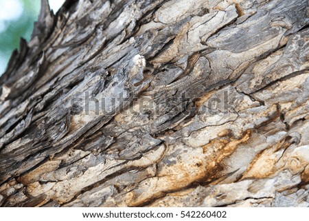 Tree bark texture background