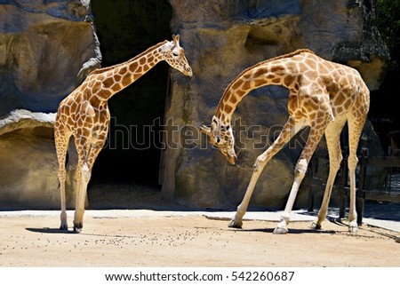  Two Giraffes one bowing to another at Taronga Park Zoo, Sydney, Australia.




