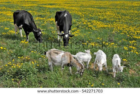      Cows and goats are grazing and feed on a flowering spring field of yellow dandelions, spring idyllic picture     