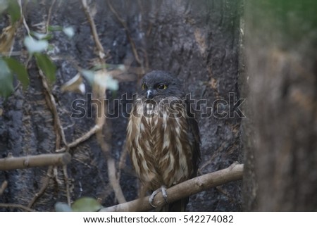 Brown Hawk-owl (Ninox scutulata) spotted outdoors in the wild