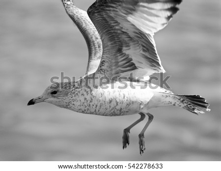 Beautiful black and white background with a flying gull