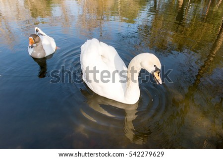 Graceful white swan and gray goose swim together in a pond in a park in spring. Ornithology.