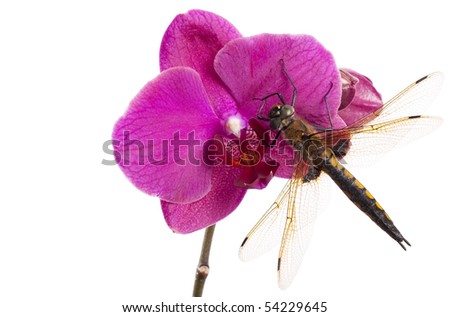 Dragon-fly. Dragonfly sits on the red flower of orchid