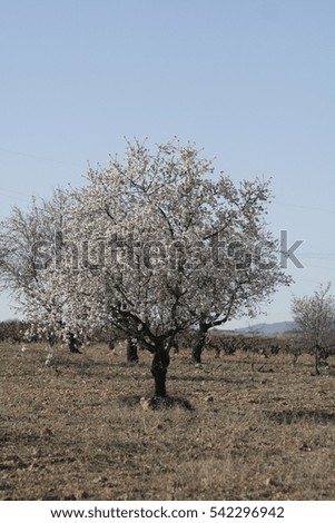 almond-tree in bloom in requena, valencia, spain