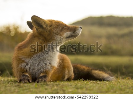 Happy Red Fox Lying on the Grass