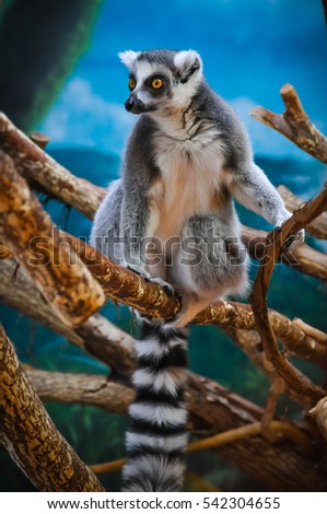 Grasping Lemur