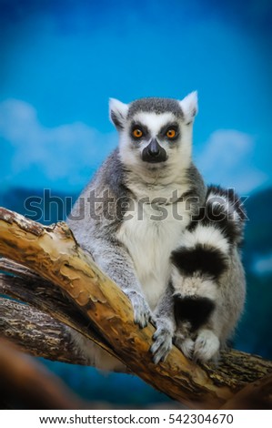 Lemur Sitting on a Branch