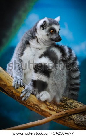 Lemur Looking in the Distance