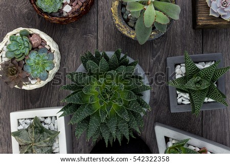 Floral hipster pattern over rustic vintage wooden background. Succulents and cactus