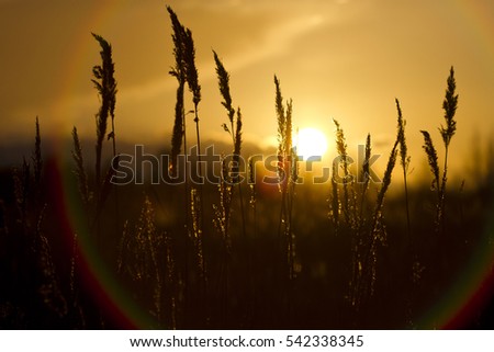 Sun setting into grass