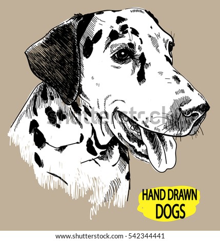 Young dalmatian. Spotted dog. Drawing by hand in vintage style.