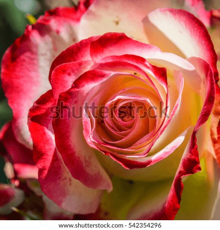 amazing rose with white petals with red edges