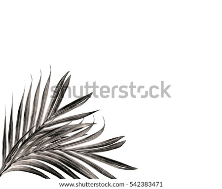 leaf of palm tree isolated on white background