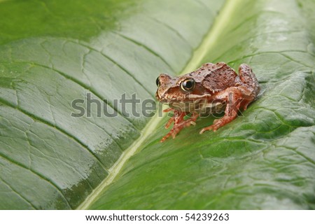 Curious brown frog on a big green leaf