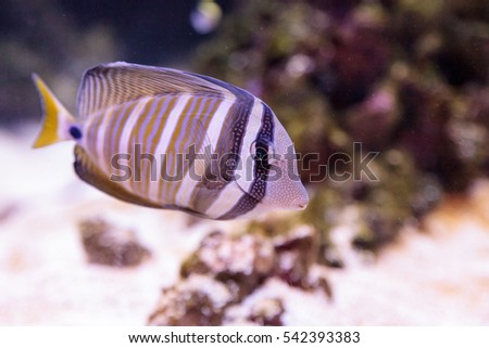 Desjardini Sailfin tang Zebrasoma desjardini in a coral reef.