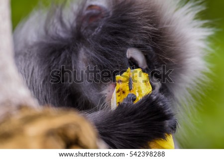 Close-up portrait of a single Dusky Leaf Monkey also known as a Spectacled Langur (Trachypithecus obscurus) holding a piece of fruit