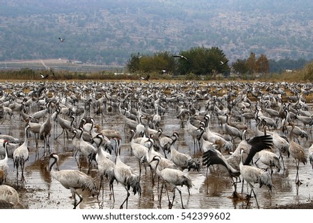 National Bird Sanctuary is located in the Hula Valley in northern Israel.