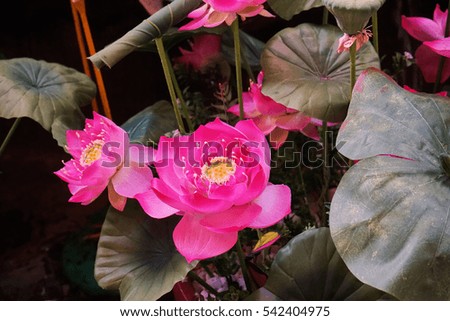                             Pink Lotus   