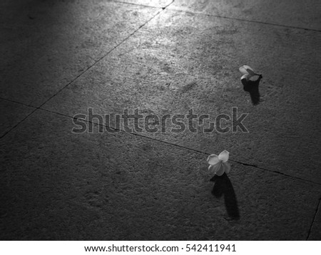 Plumeria flower on the floor