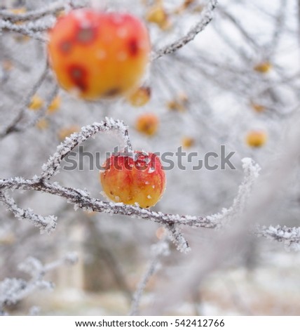 Frozen red and yellow apple on branch and icing