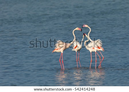 Flamingos wandering in the shallow sea water in Bahrain