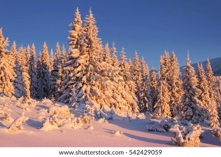 Beautiful view of snowy winter landscape with snow covered fir trees.