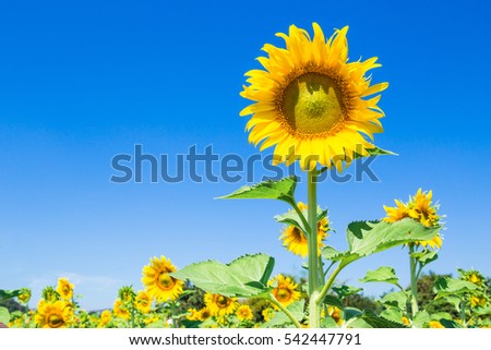 Sunflower, Field, Meadow, Flower, Daisy Family