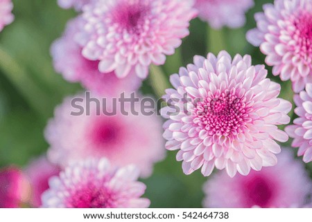 close-up of pink flowers with soft-focus in sun light