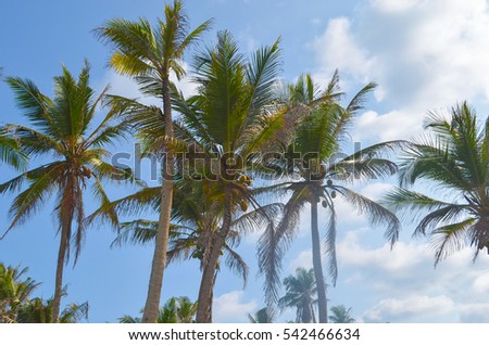 A lot of bright palms with coconuts