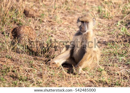 Monkey sitting, scenery of Kenya