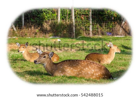 Red Deer (Cervus elaphus) female, chital deer sit down on the meadow on white frame