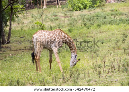 Single Giraffe in Casela Park - Mauritius