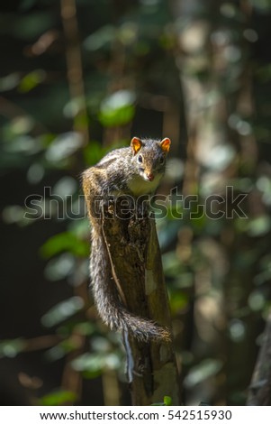 squirrel in nature