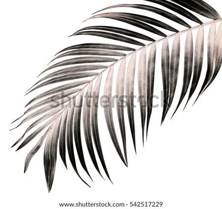 leaf of palm tree on white background