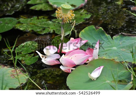 Pink Lotus in the pond in the Park Thailand.