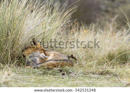 Young Red Fox Cleaning Herself