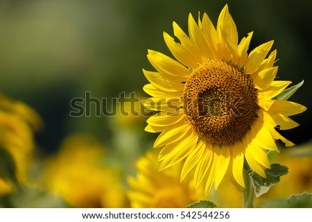 Sunflower natural background, Sunflower blooming, Sunflower oil improves skin health and promote cell regeneration, Thailand