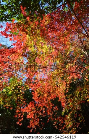 Colored leaves of a maple
