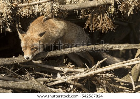 Red Fox Sitting in A Hut Made out of Branches