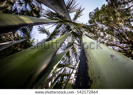 Amazing perspective with low-angle shot with green palm tree trunk and blue sky 