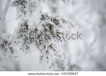 spruce in the snow. pine.