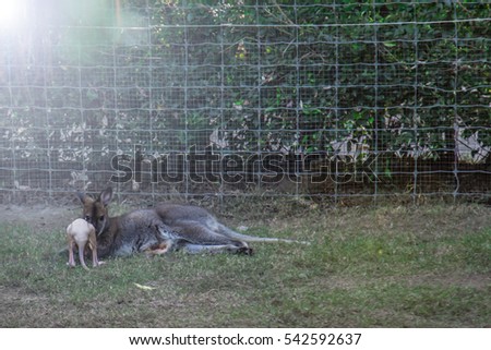 Candid photography captures the natural of mother Kangaroo with her joey that unguarded. Suddenly, she looks at a camera