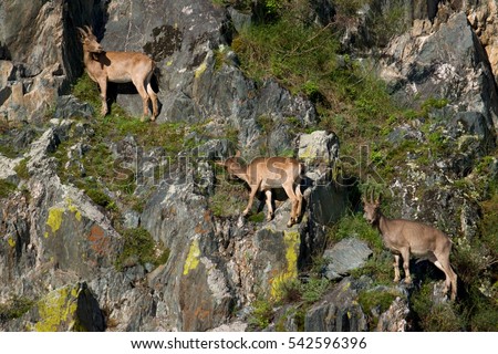 ibex swarm up mountains in Khakasia, Russia Royalty-Free Stock Photo #542596396