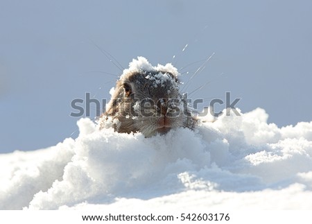 marmot in snow Royalty-Free Stock Photo #542603176