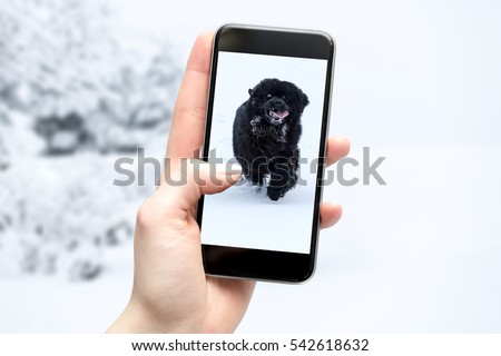 Smartphone takes a picture of a dog on a walk in the winter